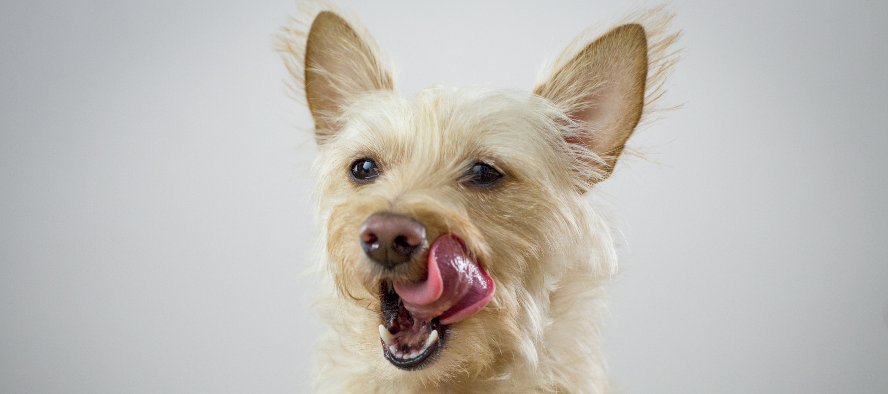 4 recettes de glace pour chien à faire cet été - Cyno-Pro